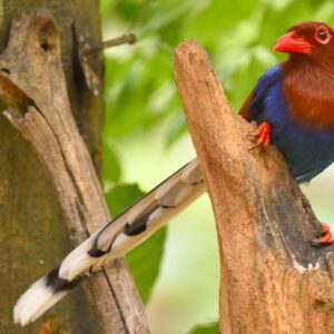 ONE DAY SINHA RAJA RAIN FOREST TOUR